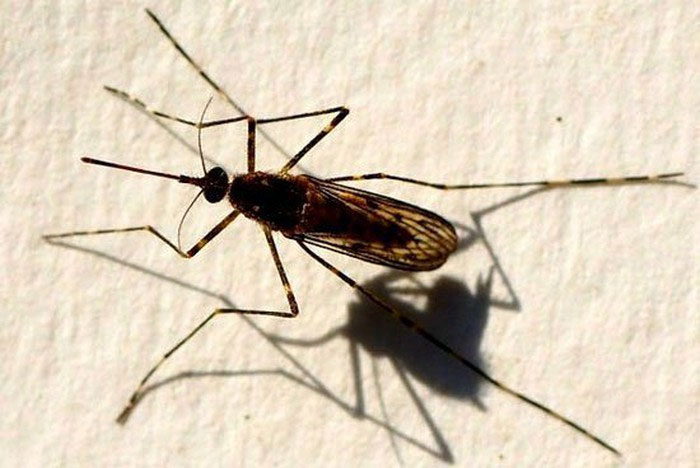 muoi-van-duc-midge-1 Muỗi vằn đực Midge thường bị con cái "lấn át" trong quá trình giao hợp.