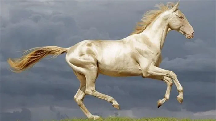 ngua-akhal-teke-1 Ngựa Akhal-Teke ngày nay được cho là hãn huyết bảo mã của người Đại Uyên.