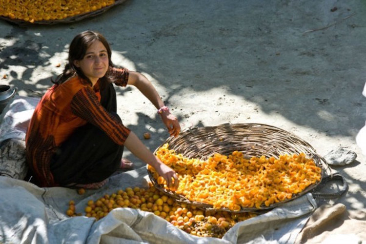 Người Hunza chỉ sống bằng việc uống nước ép quả mơ khô trong 2-4 tháng. Người Hunza chỉ sống bằng việc uống nước ép quả mơ khô trong 2-4 tháng.