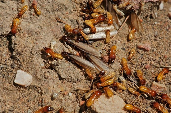 Hình ảnh mối cát Psammotermesallocerus Hình ảnh về mối cát Psammotermesallocerus