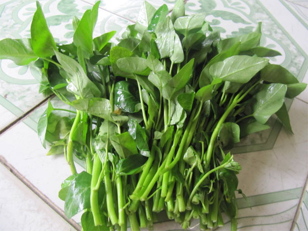 Không nên ăn sống rau muống hoặc ăn khi rau chưa chín kĩ bởi người ăn có thể bị đầy bụng, dị ứng... Không nên ăn sống rau muống hoặc ăn khi rau chưa chín kĩ bởi người ăn có thể bị đầy bụng, dị ứng...