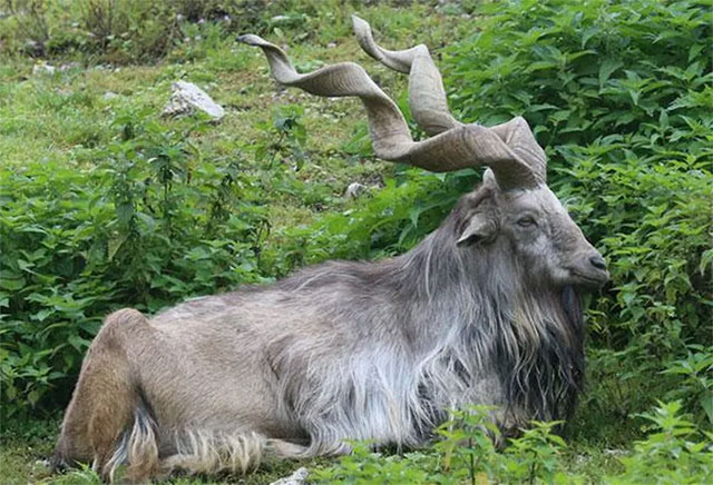 son-duong-nui-pakistan-1