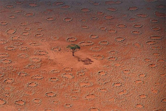 Những vòng tròn thần tiên xuất hiện trên các đồng cỏ khô cằn ở sa mạc Namib.