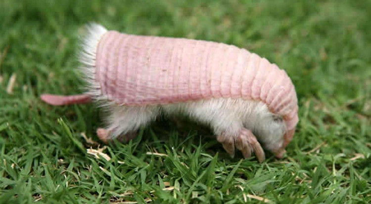 armadillo-2 Môi trường sống của Armadillo màu hồng đang bị thu hẹp dần.