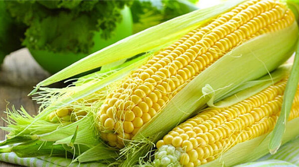 Lý do ăn ngô tốt cho sức khỏe
