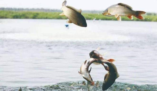 ca-chep Cấu tạo cơ thể của cá nước ngọt và cá nước biển khác nhau
