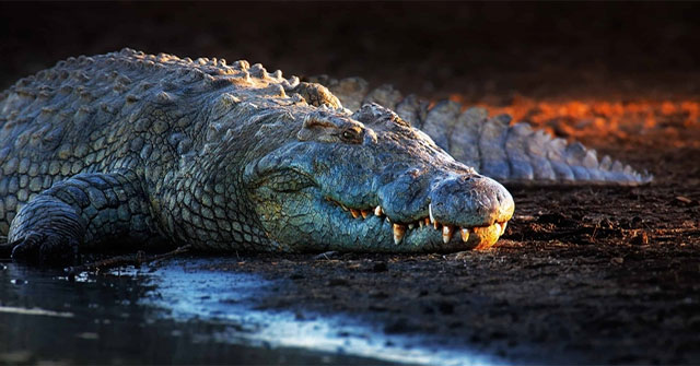 Top 5 động vật nhịn đói giỏi nhất trên Trái đất: Có loài sống khỏe dù 30 năm không có thức ăn