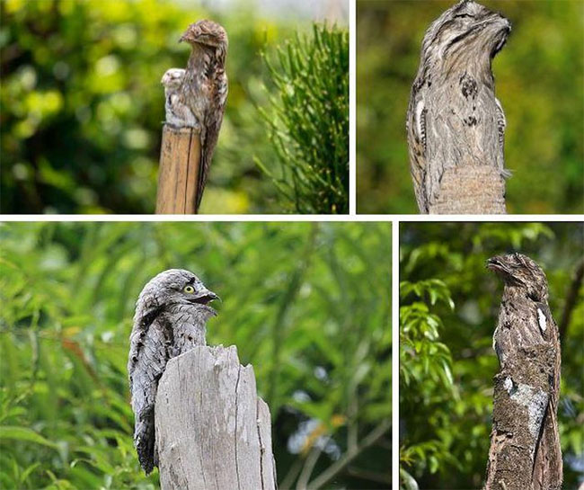 Chim Potoo có sở thích ngụy trang lẫn với cây cối. Đố anh tìm được em đấy!