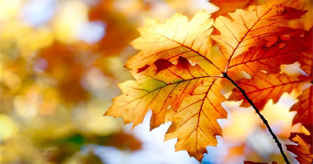 Tiết Thu phân là gì?