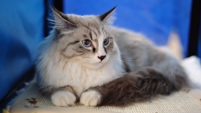 Mèo Maine Coon là một nòi mèo nhà có đặc điểm kiểu hình đặc trưng và có kỹ năng săn mồi đáng nể.