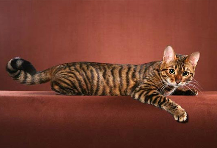 Những con Toyger thực chất là những chú mèo lai.