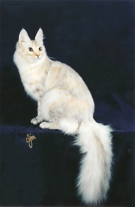 Mèo Angora