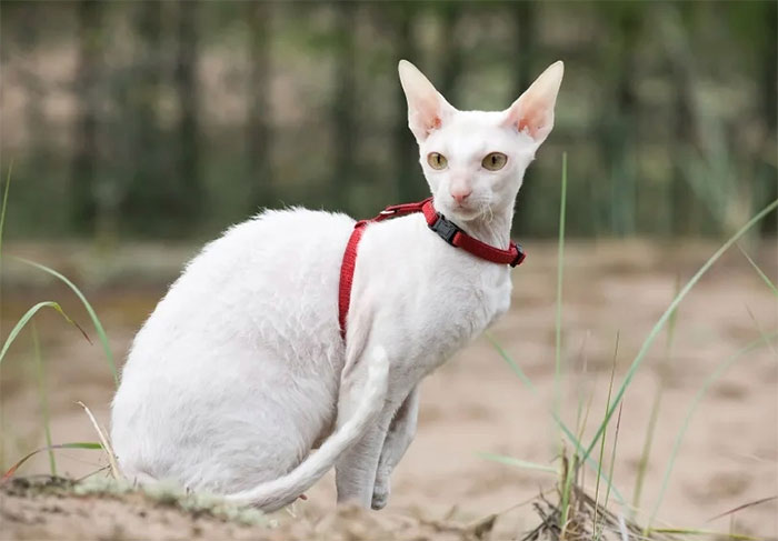 Mèo Cornish Rex