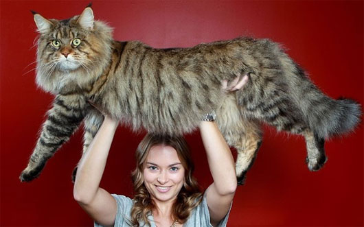 Mèo maine Coon