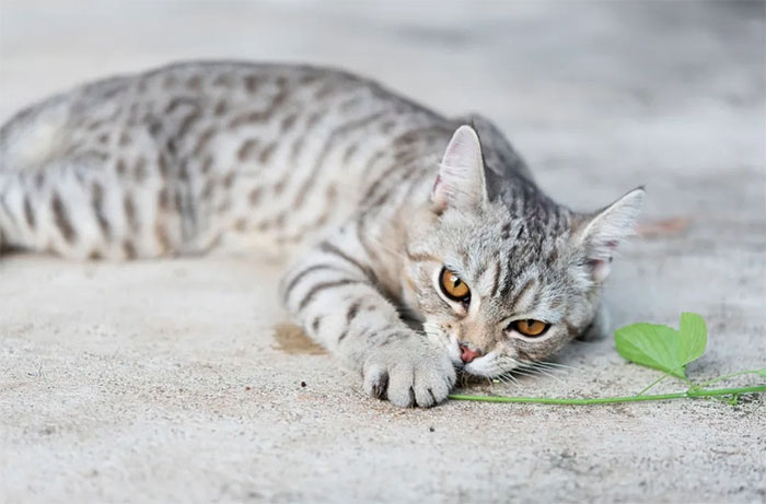 Mèo Mau Ai Cập