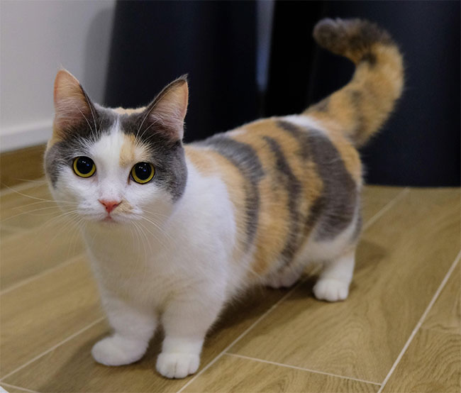 Mèo Munchkin