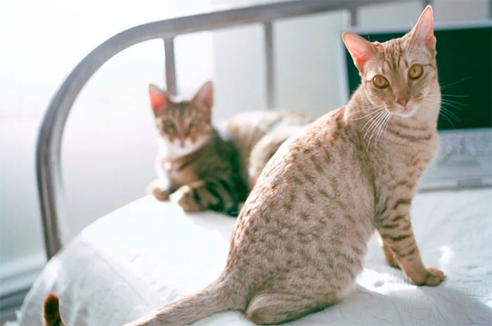 Mèo Ocicat