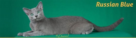 Mèo Russian Blue