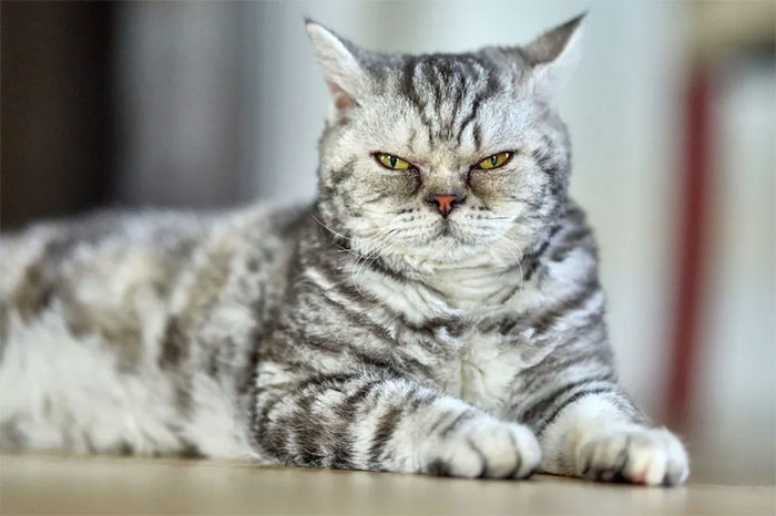 Mèo Selkirk Rex