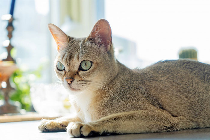 Mèo Singapura