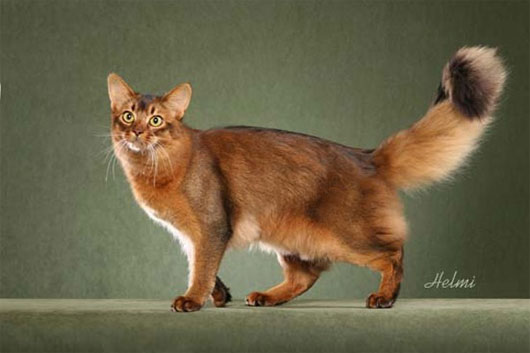 Mèo Somali