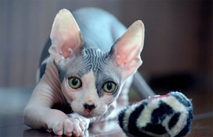 Mèo Ai Cập (mèo Sphynx)