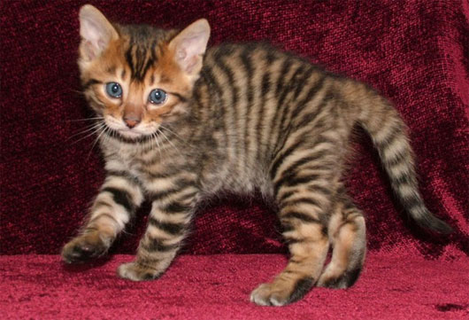 Mèo Toyger