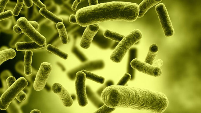 Vi khuẩn Clostridium botulinum chụp dưới kính hiển vi màu.