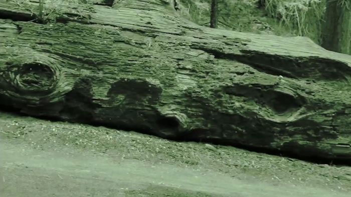go-hoa-thach Những thân cây hóa ngọc này chủ yếu tồn tại từ thời Triassic và Jurassic