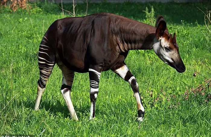 Một con Okapi hay còn gọi là hươu đùi vằn.