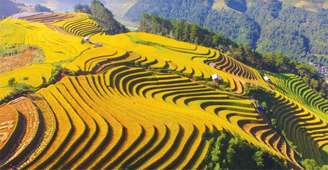 Ruộng bậc thang là gì? Ruộng bậc thang thường được làm ở đâu?
